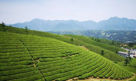 鍛造襄陽(yáng)高香茶品牌 藍(lán)溪茶業(yè)出口、內(nèi)銷(xiāo)相得益彰